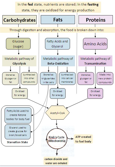 ketogenic diet how to start low carb diet gluten free ketosis ketones flowchart food ketogenic diet how to start low carb diet gluten free ketosis ketones flowchart food